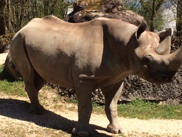 Rhino at Zurich Zoo. Photo: Iain Scott