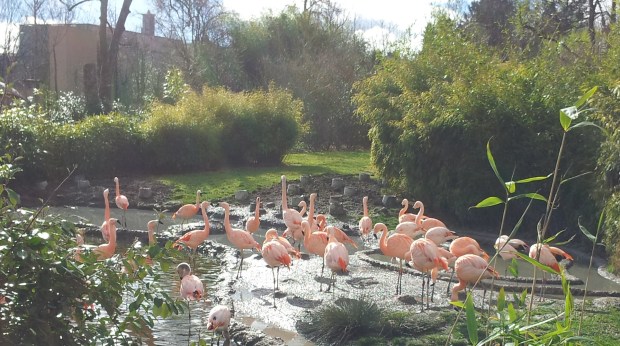 Flamingos at Zurich Zoo