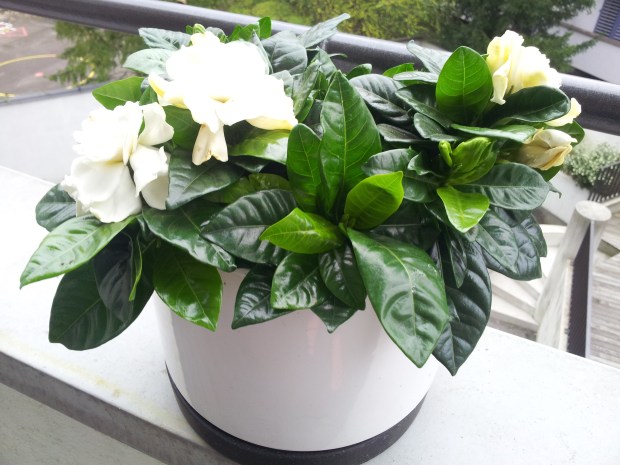 Gardenia
